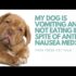 Doggie Diarrhea – How To EFFECTIVELY Treat It