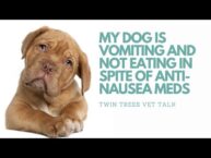 Dog Vomiting After Medication? Why Your Pup Isn’t Eating