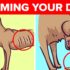 How To Feed Raw Beef Eyeballs For Dogs – Advanced Level – K9sOverCoffee
