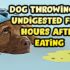 How To Feed Raw Beef Eyeballs For Dogs – Advanced Level – K9sOverCoffee