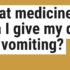 Identify Why Your Dog Is Vomiting: Common Causes