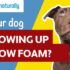 Can Dogs Eat Raw Chicken? Safety & Feeding Tips