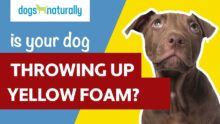 Dog Vomiting Yellow Bile? Causes & What To Do