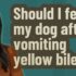 When Your Dog Has Vomiting and Diarrhea