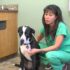 Raw Lamb For Dogs Makes A Great Kong Filler – K9sOverCoffee