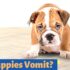 Act Fast! Pet Poisoning: Help Your Pet Now