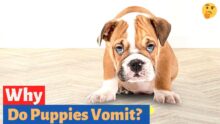 Understanding Puppy Vomiting: Causes & Solutions