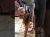 Should You Induce Vomiting in Your Dog? Risks & Alternatives