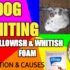 Should You Induce Vomiting in Your Dog? Risks & Alternatives