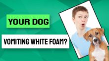 Dog Vomiting White Foam: Causes & What To Do