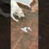 Natural Dog Vomiting Remedies: Soothe Your Pup’s Tummy