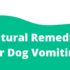 How To Keep Your Dog From Pooping Inside The House – K9sOverCoffee