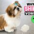 Soothe Your Pup: Natural Dog Vomiting Remedies
