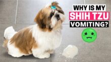 Why Is My Shih Tzu Vomiting? Causes & Treatment