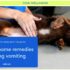 Why Is My Shih Tzu Vomiting? Causes & Treatment