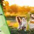 Find Raw Dog Food Breeders in the USA | K9sOverCoffee