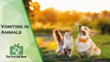 Understanding Animal Vomiting: Causes & When to Worry