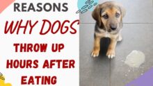 Dog Vomiting Undigested Food: Causes & What to Do