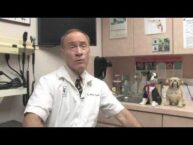 Treating Nausea in Dogs with Kidney Failure