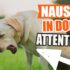 Does Ondansetron Help Dog Nausea with Vestibular Syndrome?