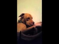 Stop Dog Nausea: Natural Relief with NoMo Nausea