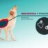 Simparica Trio: New Dog Parasite Protection