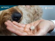 Simparica Chewable for Dogs: Easy Flea & Tick Control