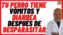 Dog Deworming Side Effects: Vomiting & Diarrhea
