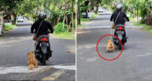 Horrific Footage Shows Woman Dragging Dog Behind Scooter in Bali