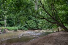 Beaver attacked by dog, spurs park officials to say: Keep pets on leash