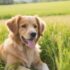 Small Dog Rescue Near Me: Discover Unforgettable Moments with a Furry Companion!