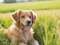 How to Choose the Right Food for Your Dog: A Comprehensive Guide