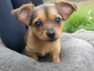Small Dog Rescue Near Me: Discover Unforgettable Moments with a Furry Companion!
