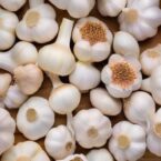 The Quantity Of Garlic Drugs Ought to I Take a Day?