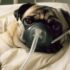 Mom Refusing to Help Friend’s Gravely Sick Dog Despite Being Blamed Backed
