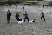 Scene in Edmonds: Playtime at the dog park