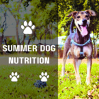Summer Dog Nutrition: Keeping Your Furry Friend Healthy and Happy
