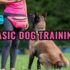 Improving the Physical Health of Dogs: Tips for Motivating Movement and Exercise
