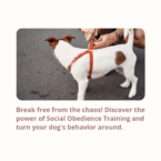 Social Obedience Training: Build a Well-Behaved Canine Companion