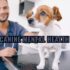 Unlocking the Secrets: The Best Dog Foods for a Healthy Canine