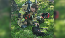 Dog saved from burning building by Tennessee firefighters