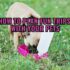 Skin Problems in Dogs: Causes and Solutions for Itchy and Inflamed Skin.