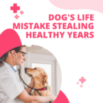 Dog’s Life Mistake Stealing Healthy Years – Veterinary Experts