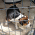 Dogs Rescued from Inhumane Conditions in Ohio – Find Hope and Safety