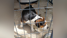 Hillsdale County Sheriff’s Office Looking for Dog Owner | Find Your Lost Pet