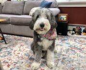 West Hartford Dog Owners: Time to Renew Your Dog License – We-Ha