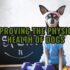 Find Your Perfect Pup Match: Choose the Right Dog for You