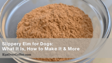 Slippery Elm For Dogs – What It Is, How to Make It & More – K9sOverCoffee