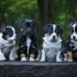 Small Dog Rescue Near Me: Discover Unforgettable Moments with a Furry Companion!