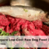 Best Food for Upset Stomach in Dogs: A Dog Owner’s Guide
